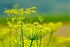 Fennel